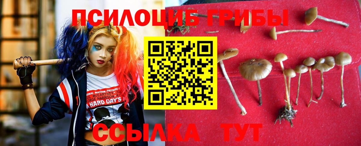 Выборг  Псилоцибиновые грибы Psilocybe  наркота  Псилоцибиновые грибы GOLDEN TEACHER  Вход с VPN 
