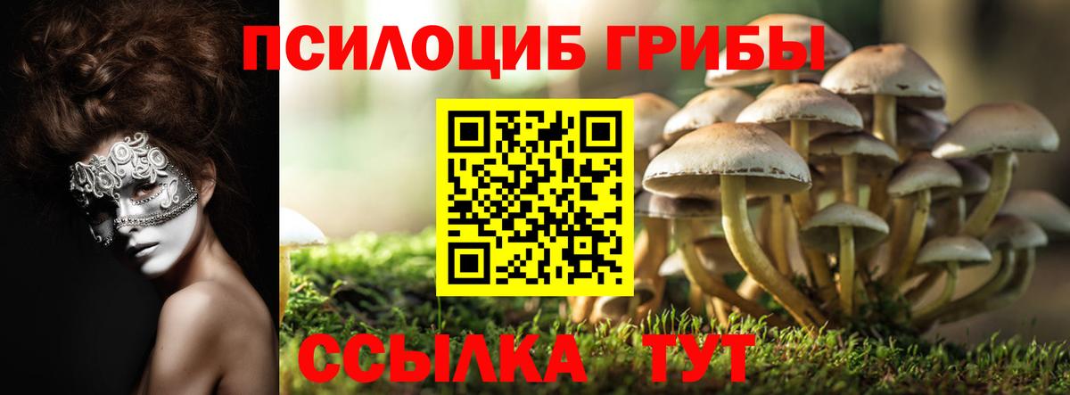 Псилоцибиновые грибы мицелий Выборг
